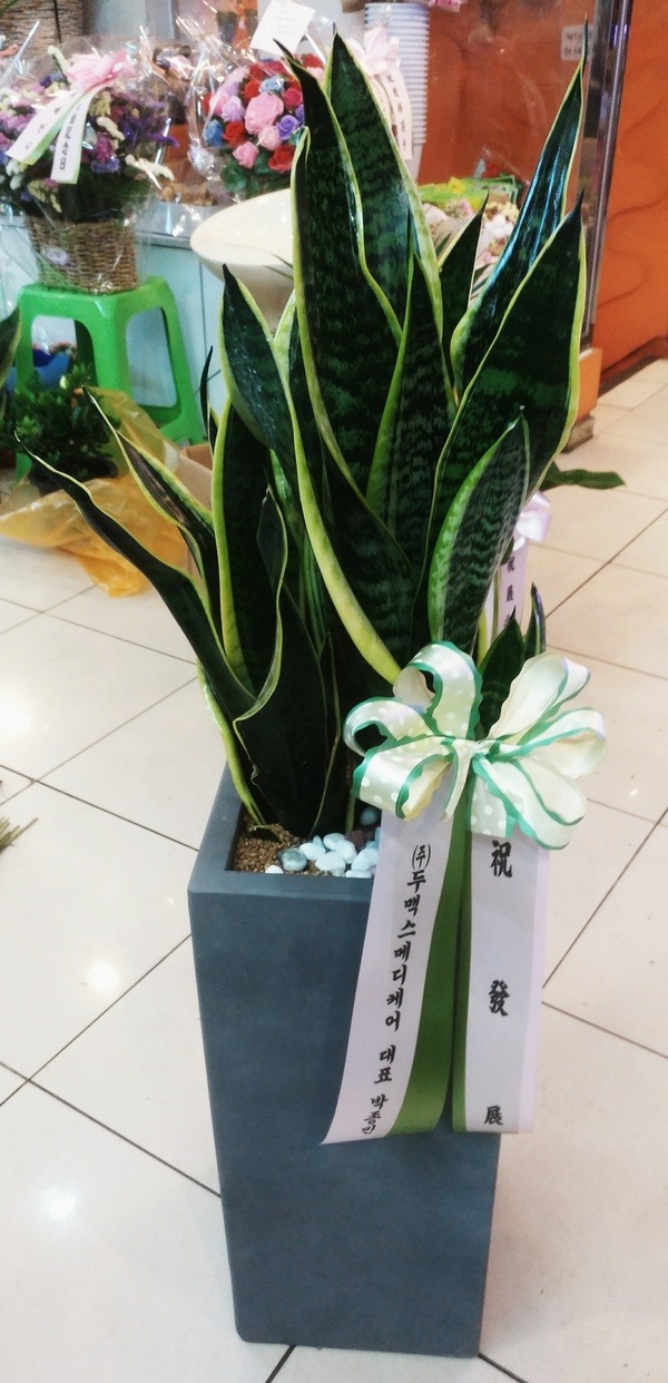꼼