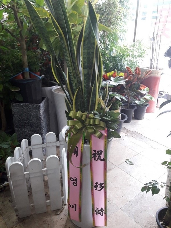 꼼