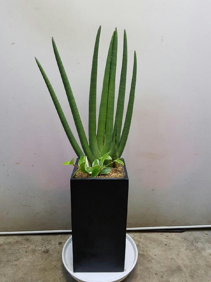 Ű