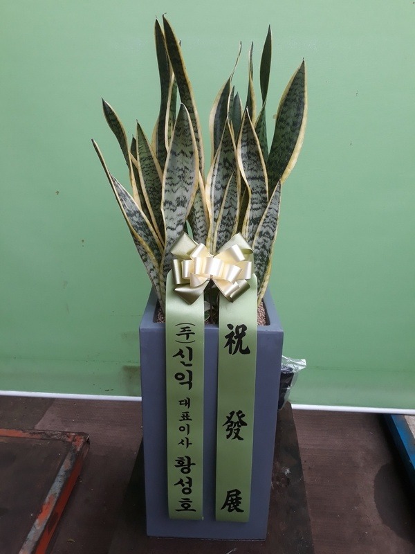 꼼