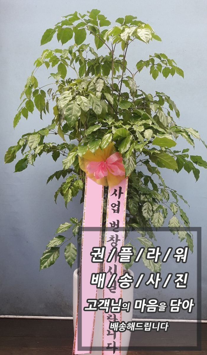 캸