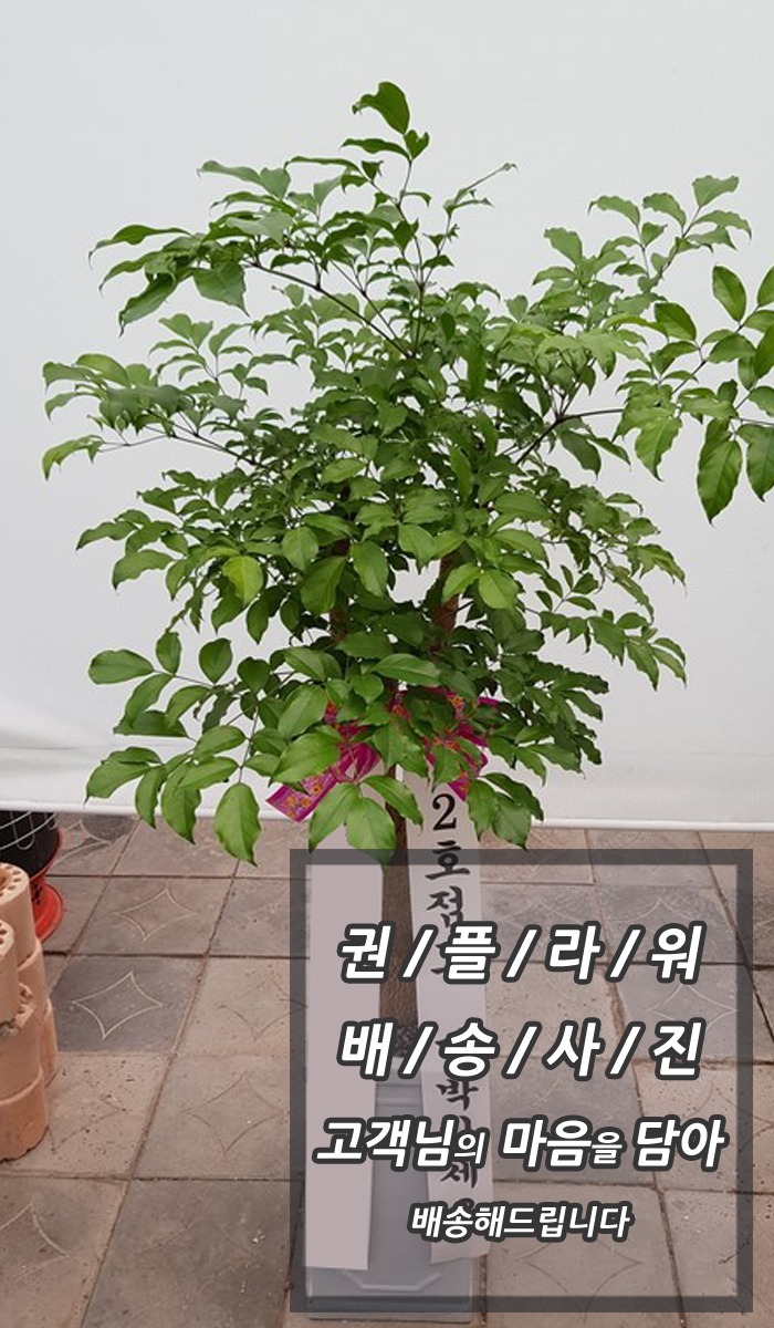 Ʈ