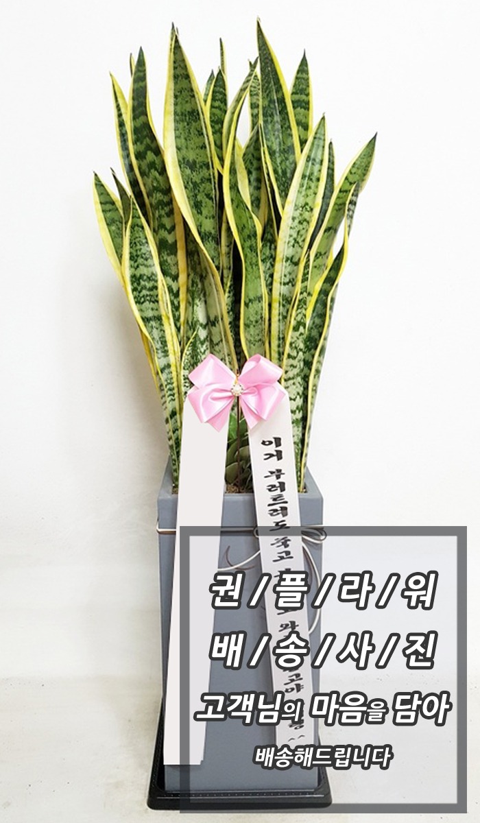 꼼
