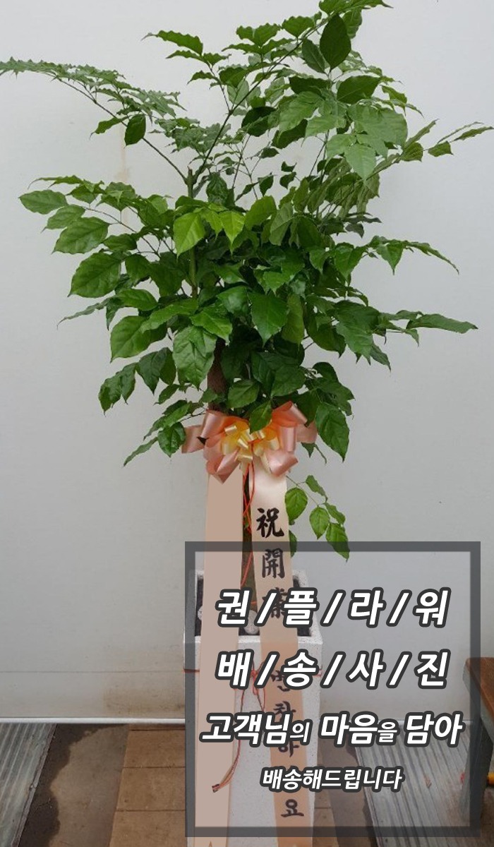 캸