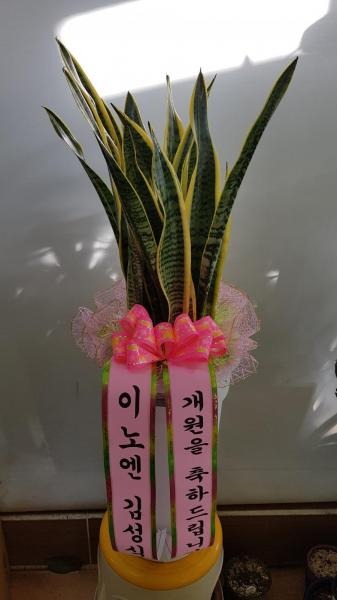 꼼